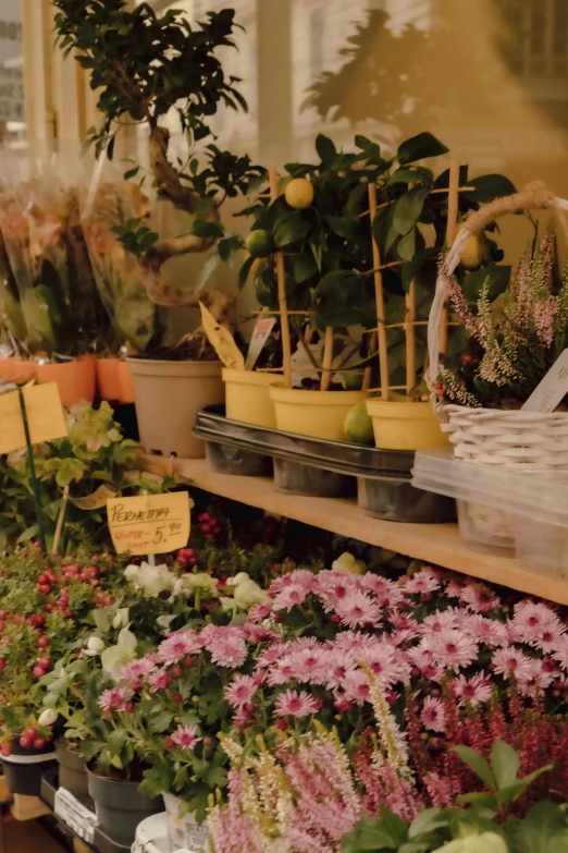 many potted plants sitting next to each other