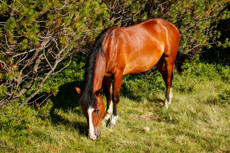 a horse grazes in a grassy pasture near trees