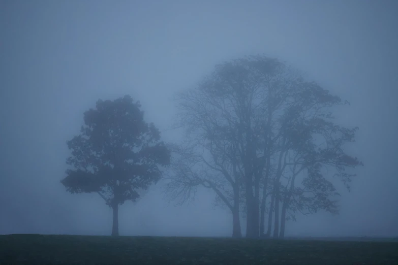 two trees in the fog, some are black