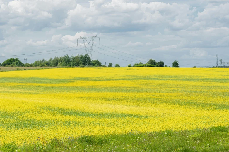 a lush green field surrounded by tall grass