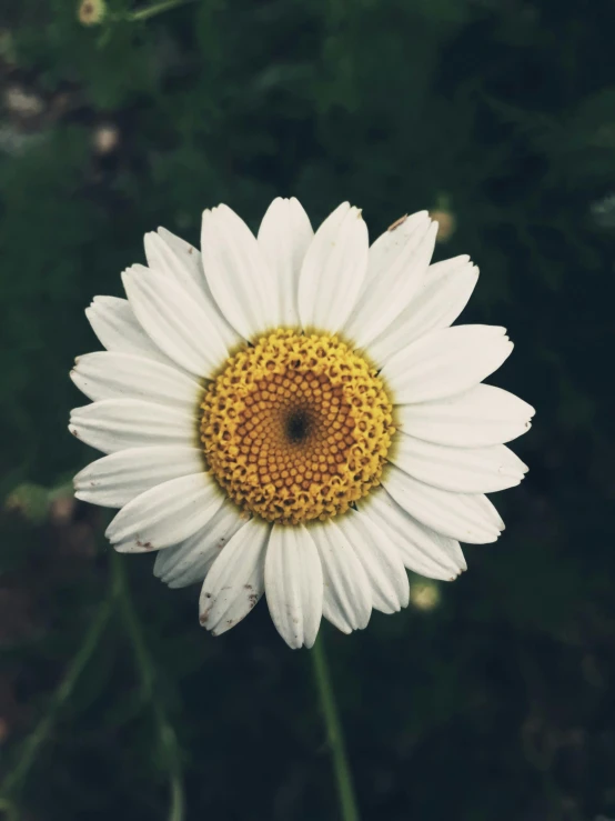 a white flower with yellow center in a garden