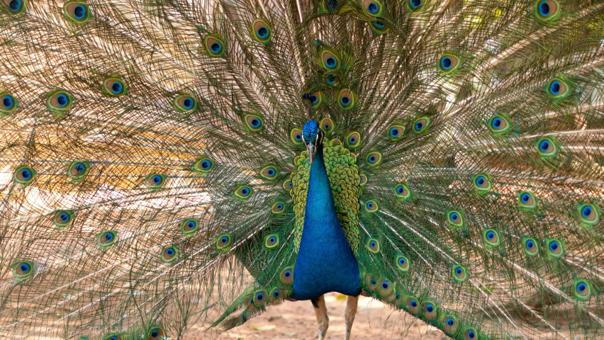 a peacock with its feathers out standing