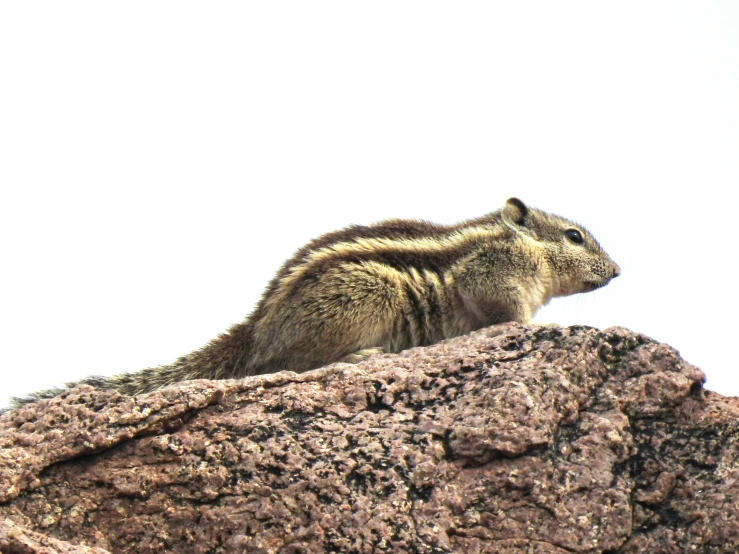 a small rodent that is sitting on a rock