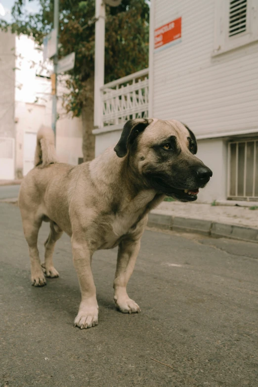 there is a small dog that is walking down the street