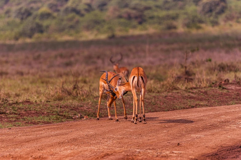 two antelope in the wild standing on dirt road