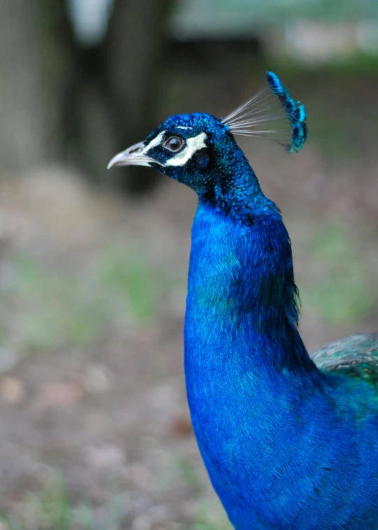 blue bird with green feathers and black spots