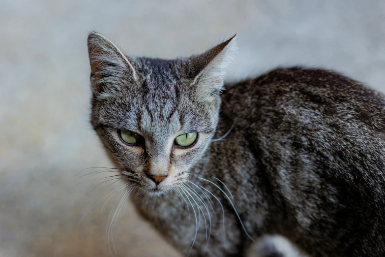 a dark gray cat with green eyes looks at the camera