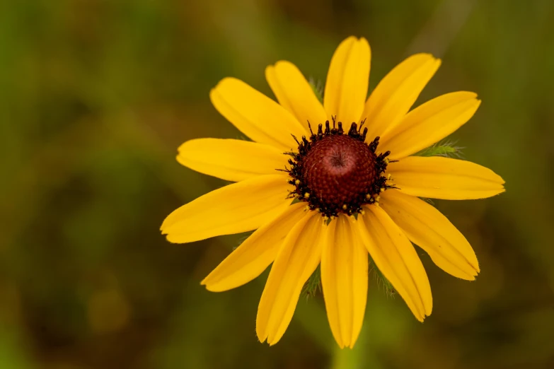 a bright yellow flower with black center and green leaves