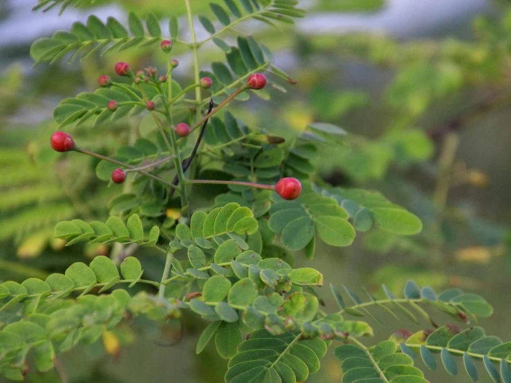 a leafy plant that is very bright with red berries