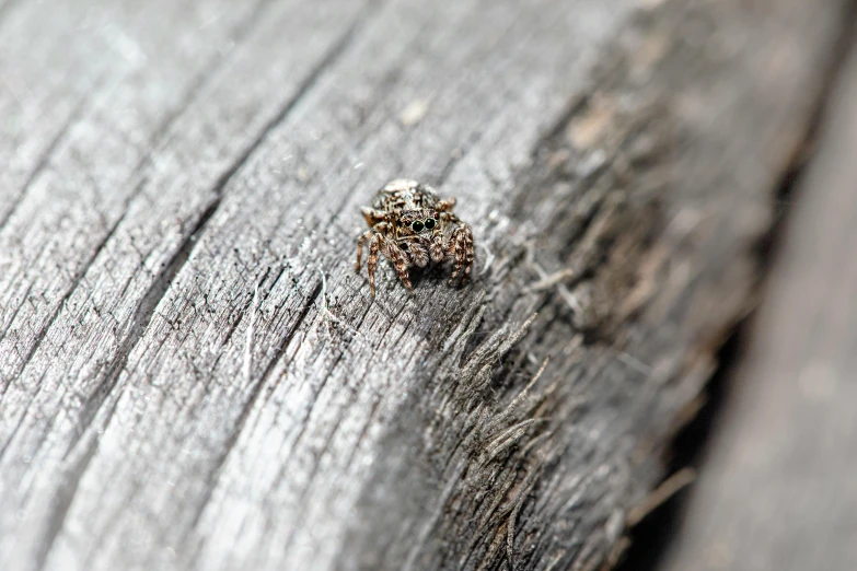 a tickle on wood that is sticking out of the side