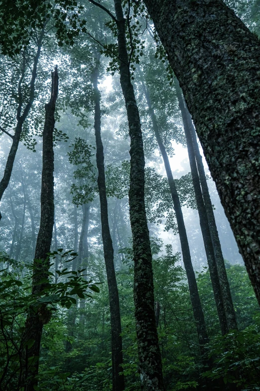 the view from behind some trees with fog