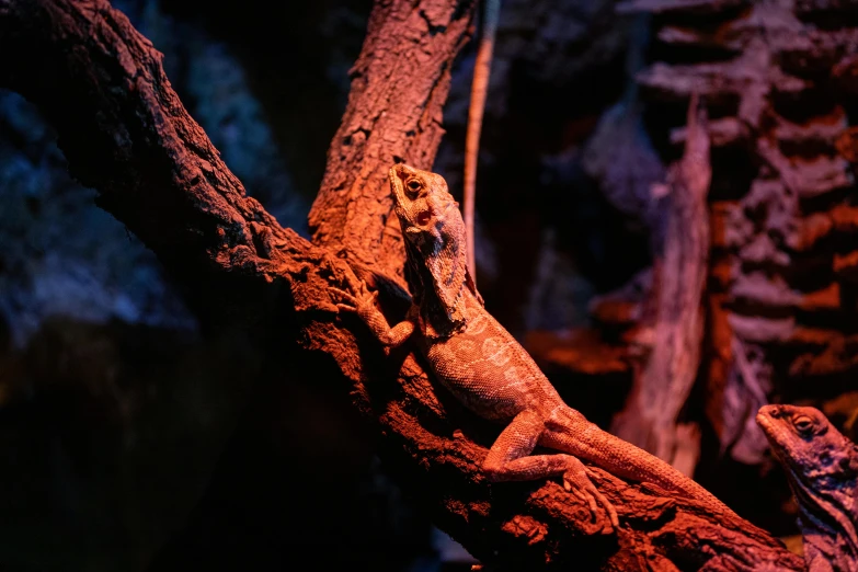 a lizard on a tree nch lit up by red lights