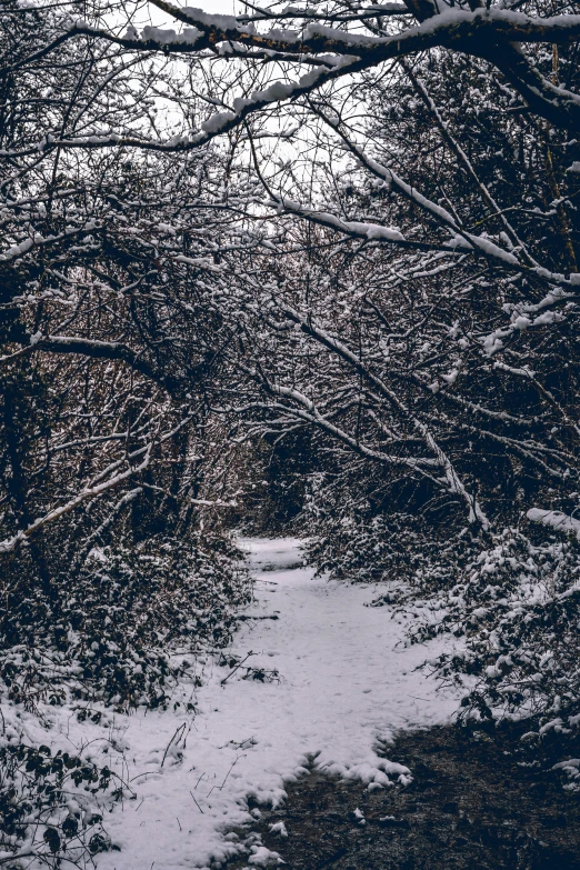 a path is covered with snow in a wooded area