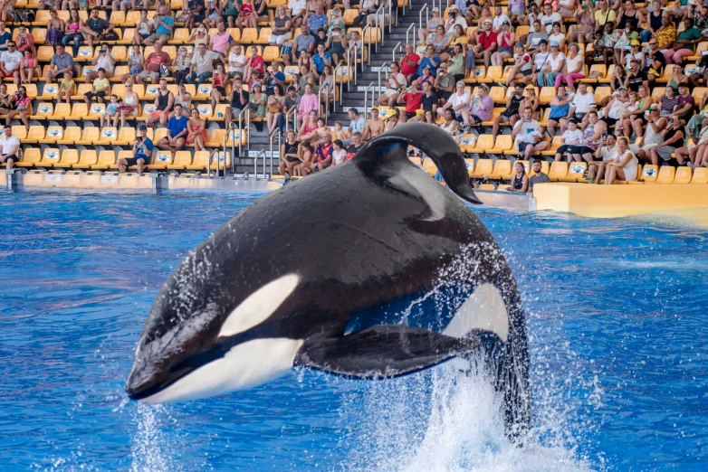 an orca jumping through the water during a show