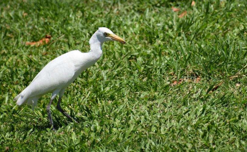 white bird with yellow beak standing in green grass