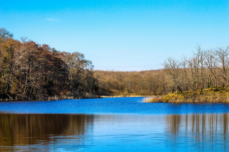 trees are beside the shore and blue water