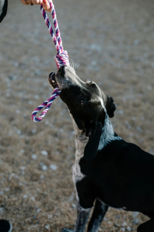 a dog being held up by its owner