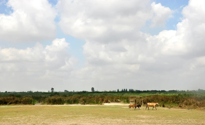 a couple of animals standing in a large field