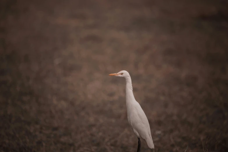 a white bird with an orange beak in a field