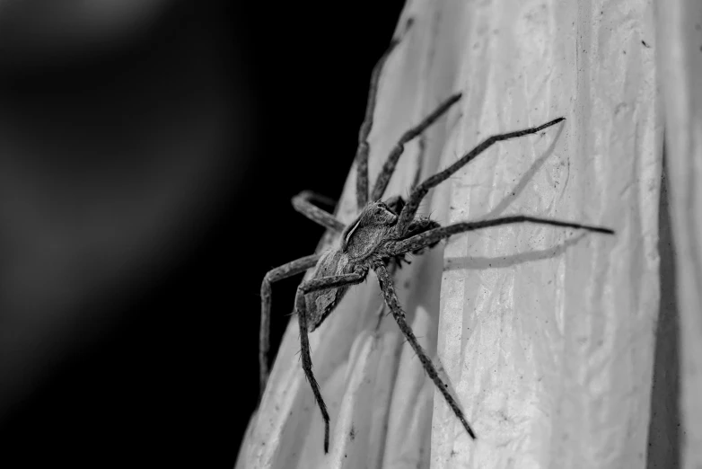 an insect that is sitting on the side of a window