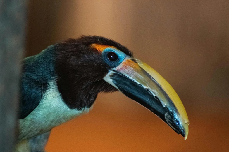 a colorful bird with a long bill looking at the camera