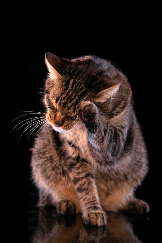 a small cat is sitting in the dark