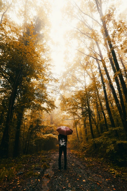a person walking down a forest with an umbrella
