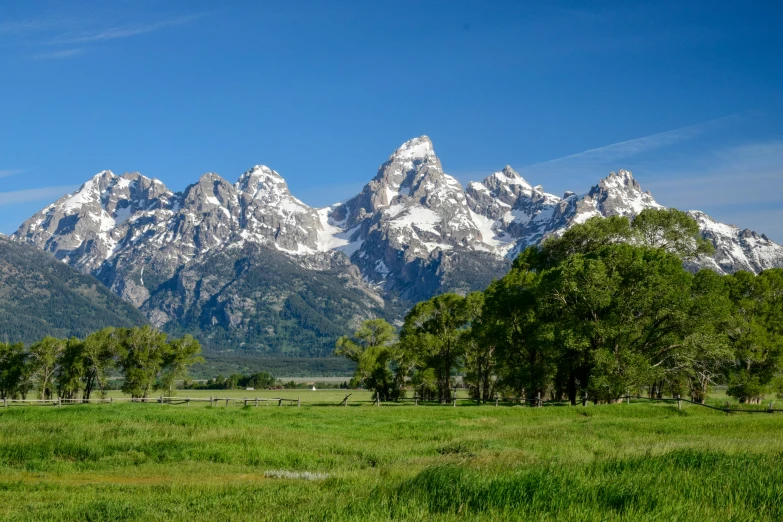 a field with grass and trees and a mountain range in the background