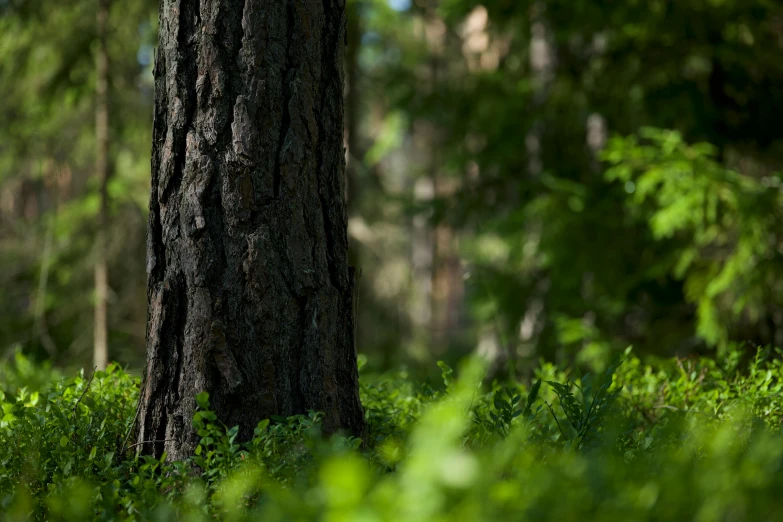 a forest with trees and shrubs, and ferns