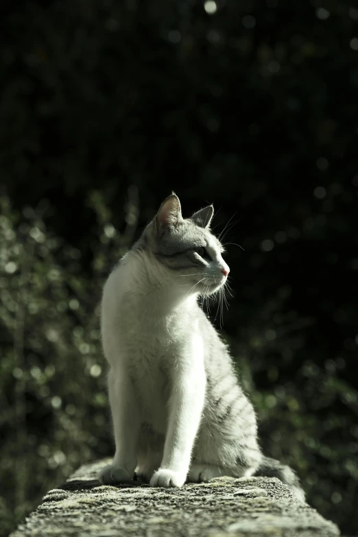 the cat is sitting on the ledge looking at soing