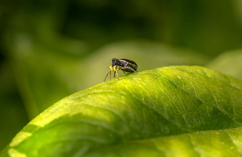 a fly perched on top of a leaf