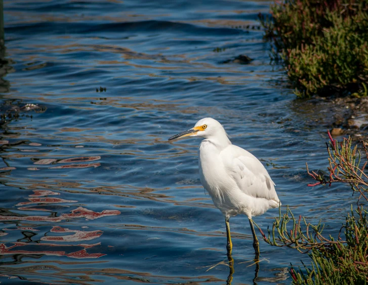 a bird in the water standing on one leg