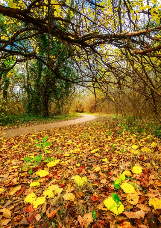 yellow leaves on the ground by a tree in the middle of the woods