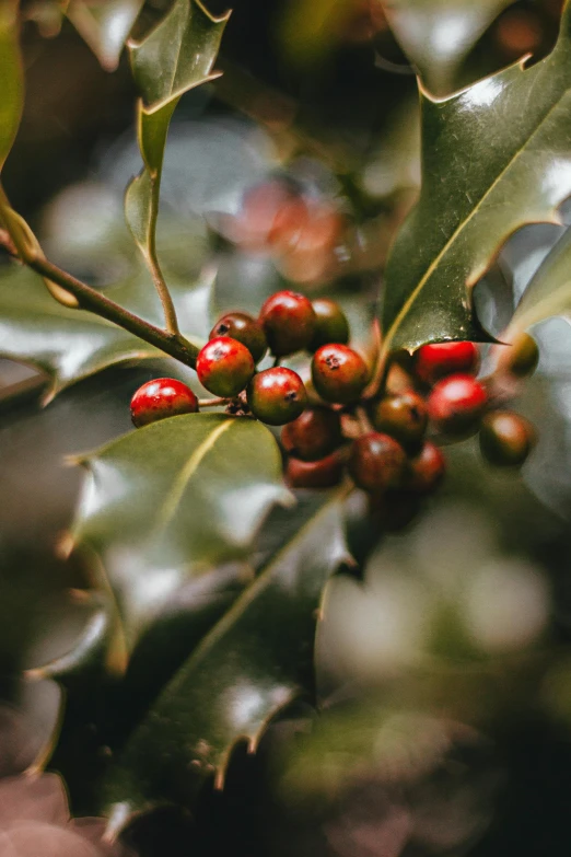 a group of red berries sitting on top of a tree nch