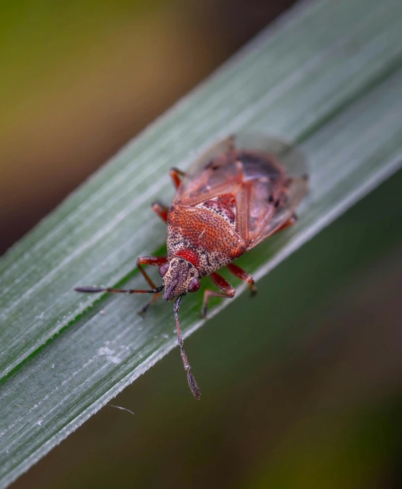 a bug is sitting on the side of a green leaf