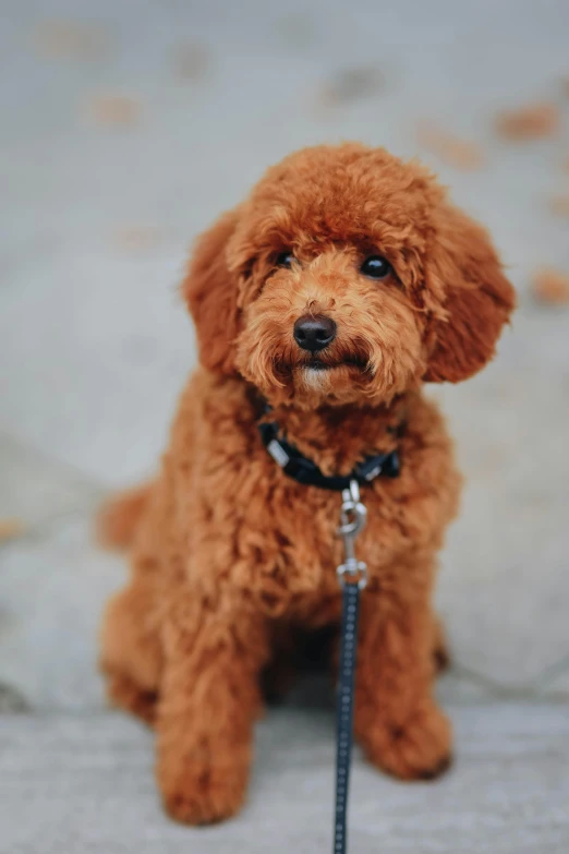 the dog is sitting on the ground near the leash