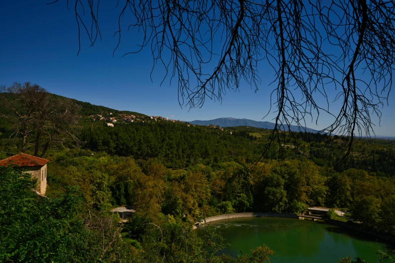 a tree nch hangs in front of a pond