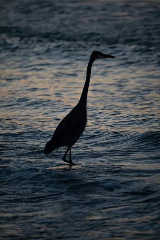 a large bird walking through the ocean at night