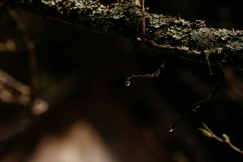 the small bird is perched on the mossy tree