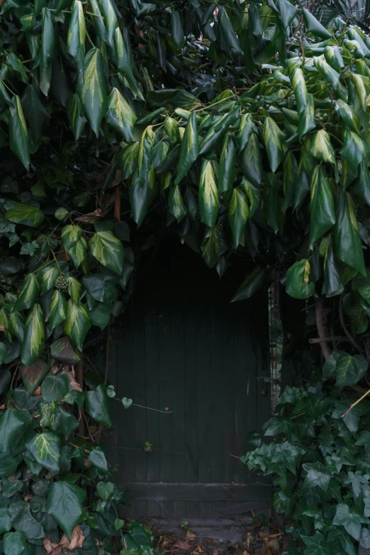 a covered doorway in a green vine wall