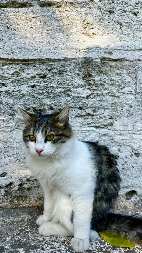 a gray and white cat sitting on top of a concrete floor