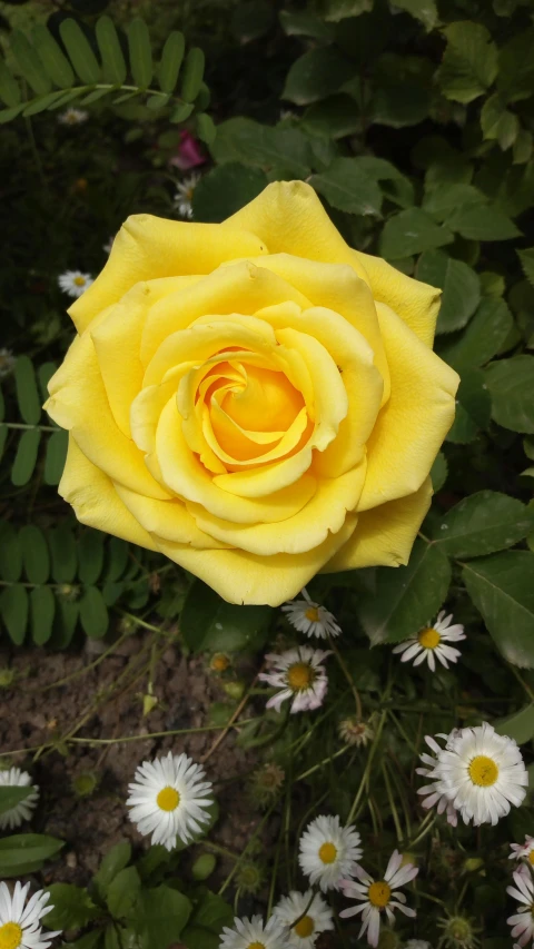 a yellow rose is in bloom surrounded by daisies