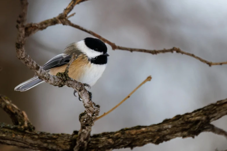 a small bird perched on a nch with no leaves