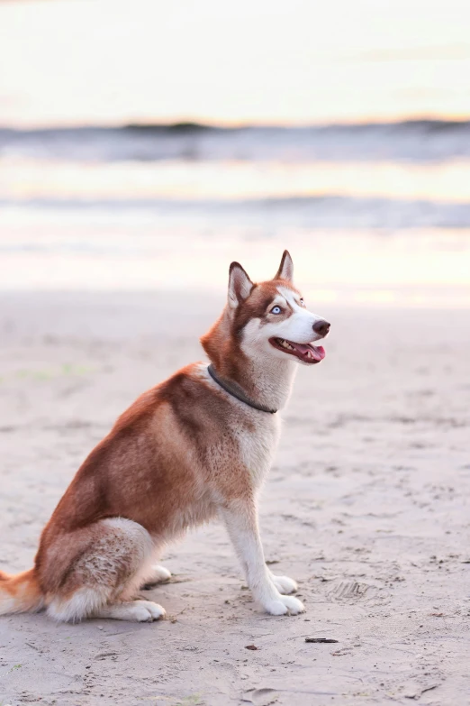 a dog sits on the beach and looks up at the sky