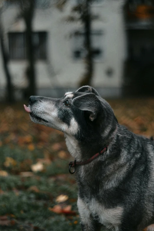 a dog sits in the middle of a yard