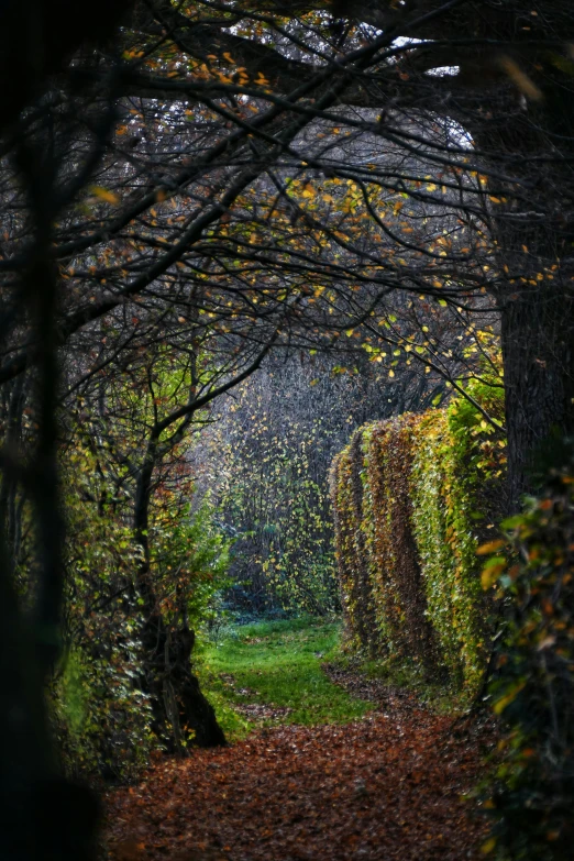 a path that is lined with hedges covered in leaves