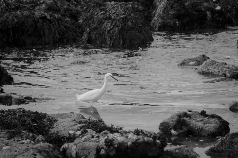 the swan is standing in the shallow water