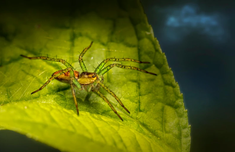 two spideres sitting on top of a green leaf