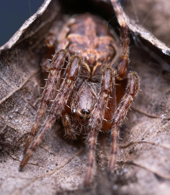 a close up s of a large spider