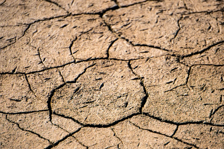 dry terrain with brown, small s on the ground